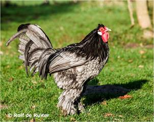 Afbeelding met vogel, gras, hoendervogel, pluimvee

Door AI gegenereerde inhoud is mogelijk onjuist.