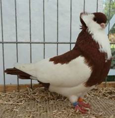 Afbeelding met vogel, duif, snavel, zitten

Door AI gegenereerde inhoud is mogelijk onjuist.