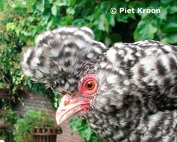 Afbeelding met vogel, hoendervogel, snavel, kip

Door AI gegenereerde inhoud is mogelijk onjuist.