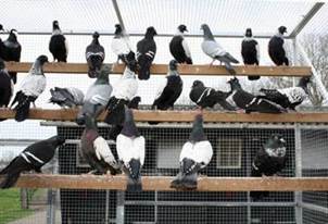 Afbeelding met buitenshuis, hek, groep, vogel

Door AI gegenereerde inhoud is mogelijk onjuist.