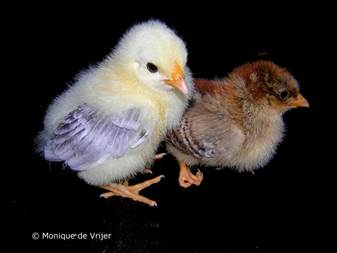 Afbeelding met vogel, hoendervogel, kip, snavel

Door AI gegenereerde inhoud is mogelijk onjuist.
