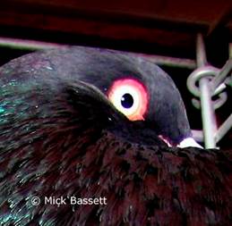 Afbeelding met vogel, duif, veer, snavel

Door AI gegenereerde inhoud is mogelijk onjuist.
