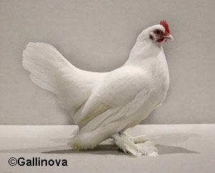 gallinova.jpg